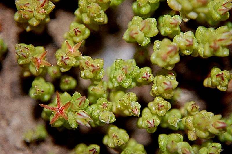 Sedum caespitosum / Borracina cespugliosa